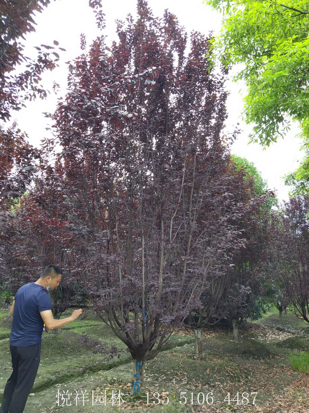 低分支紅葉李10公分